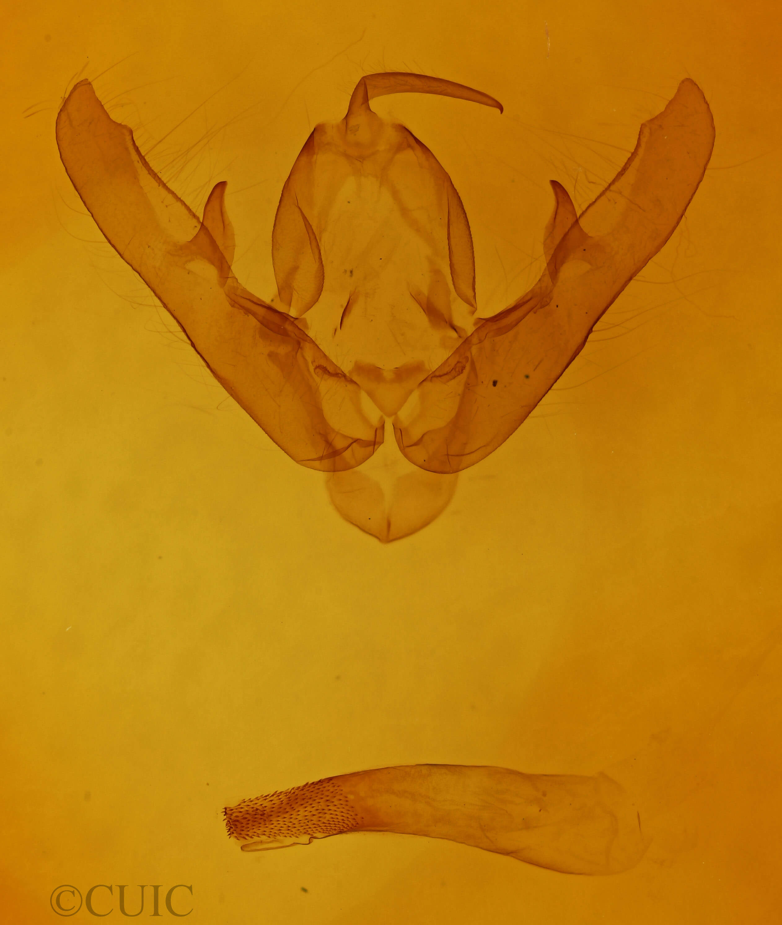 genitalia view of adult Naenia typica