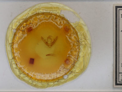 slide view of adult Naenia typica