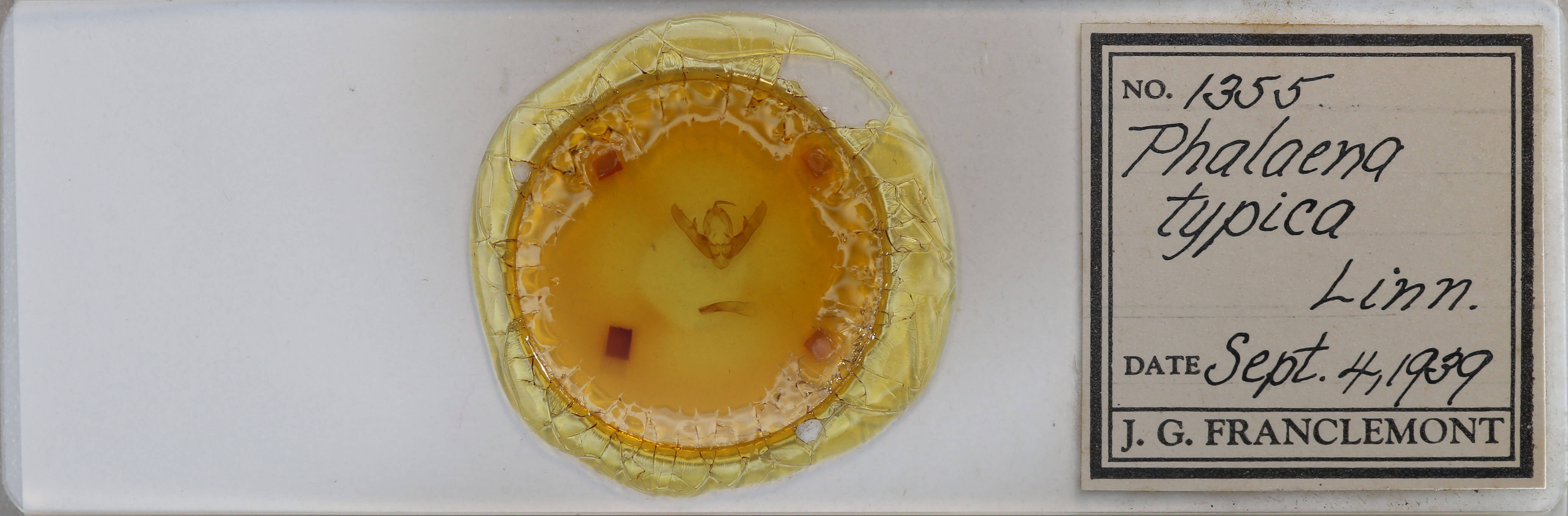 slide view of adult Naenia typica