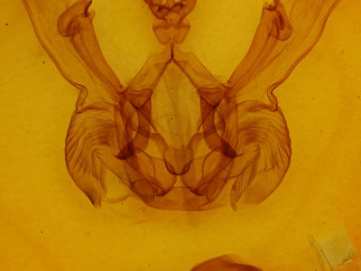 genitalia view of adult Nystalea corrusca