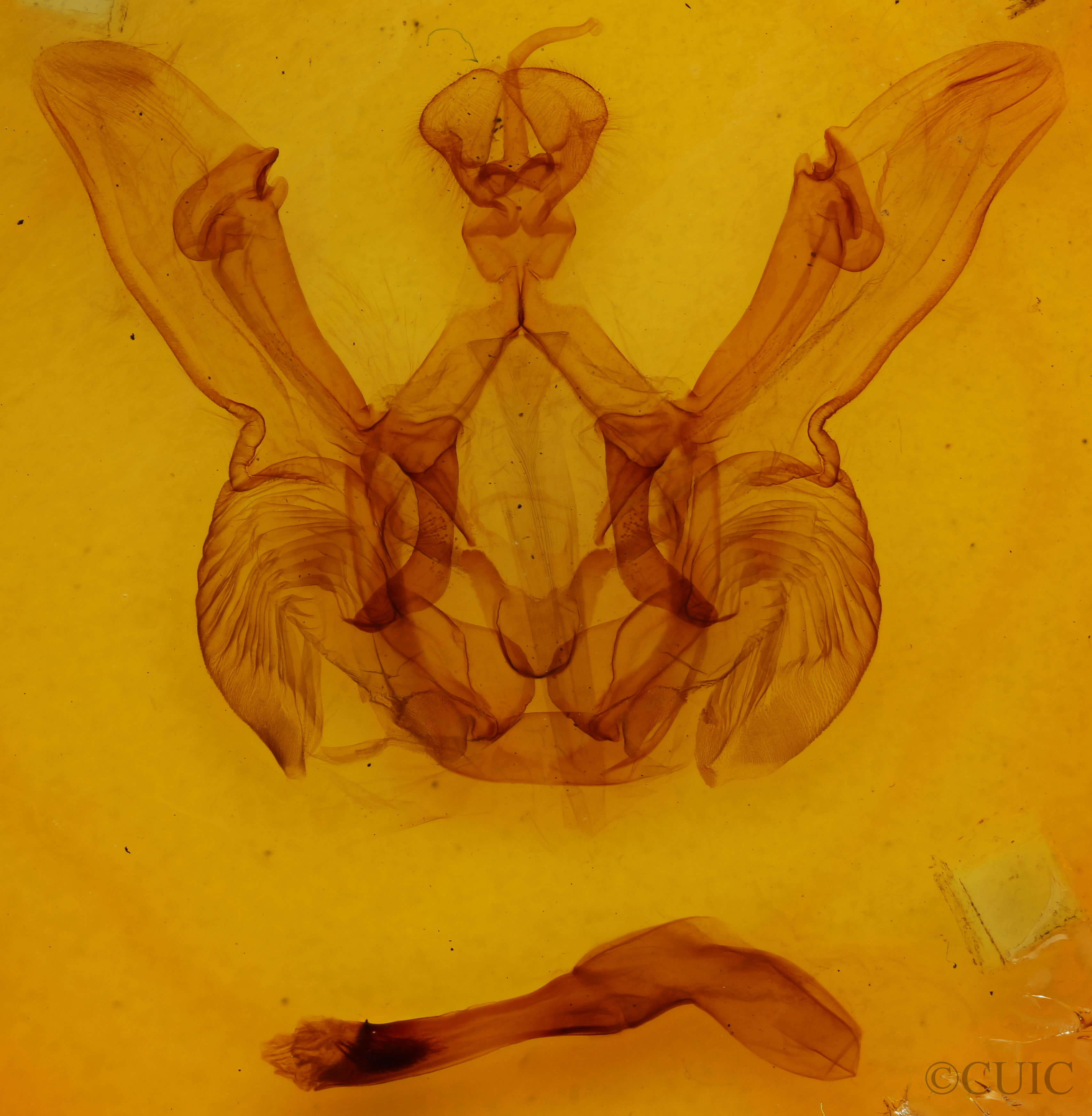 genitalia view of adult Nystalea corrusca