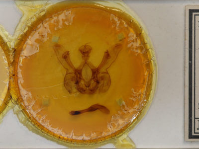 slide view of adult Nystalea corrusca