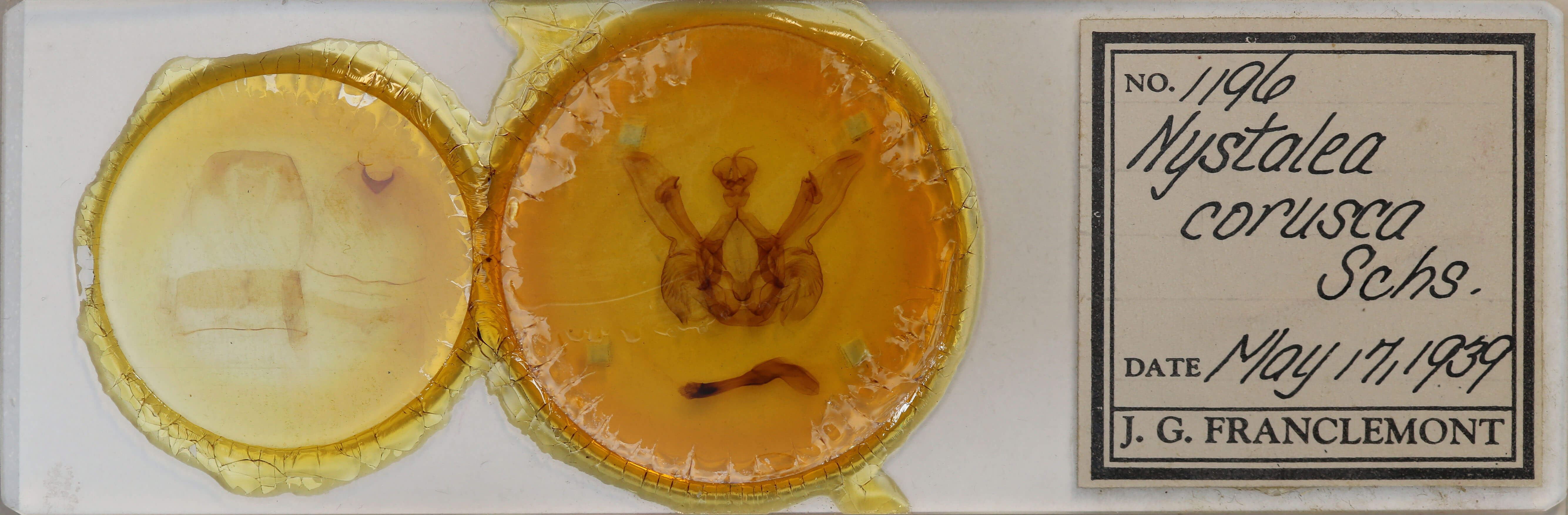 slide view of adult Nystalea corrusca