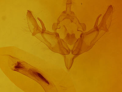 genitalia view of adult Omphaloscelis lunosa