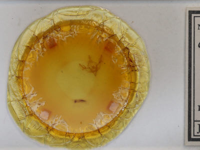 slide view of adult Omphaloscelis lunosa