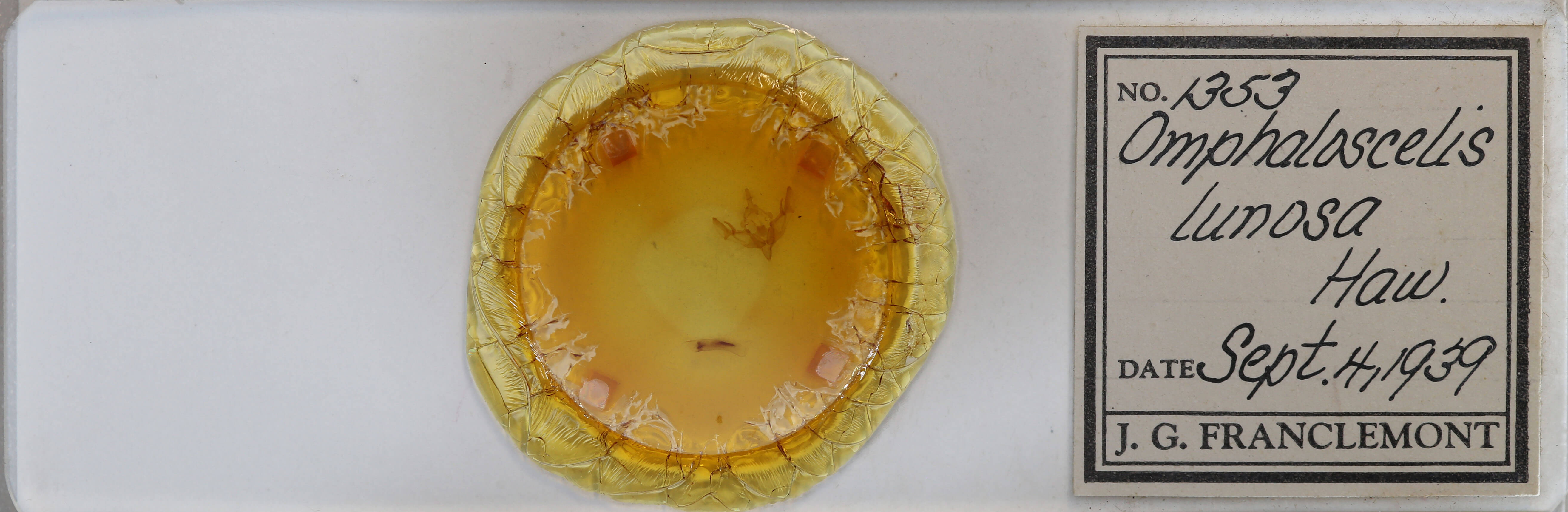 slide view of adult Omphaloscelis lunosa