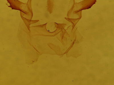 genitalia view of adult Oreta rosea