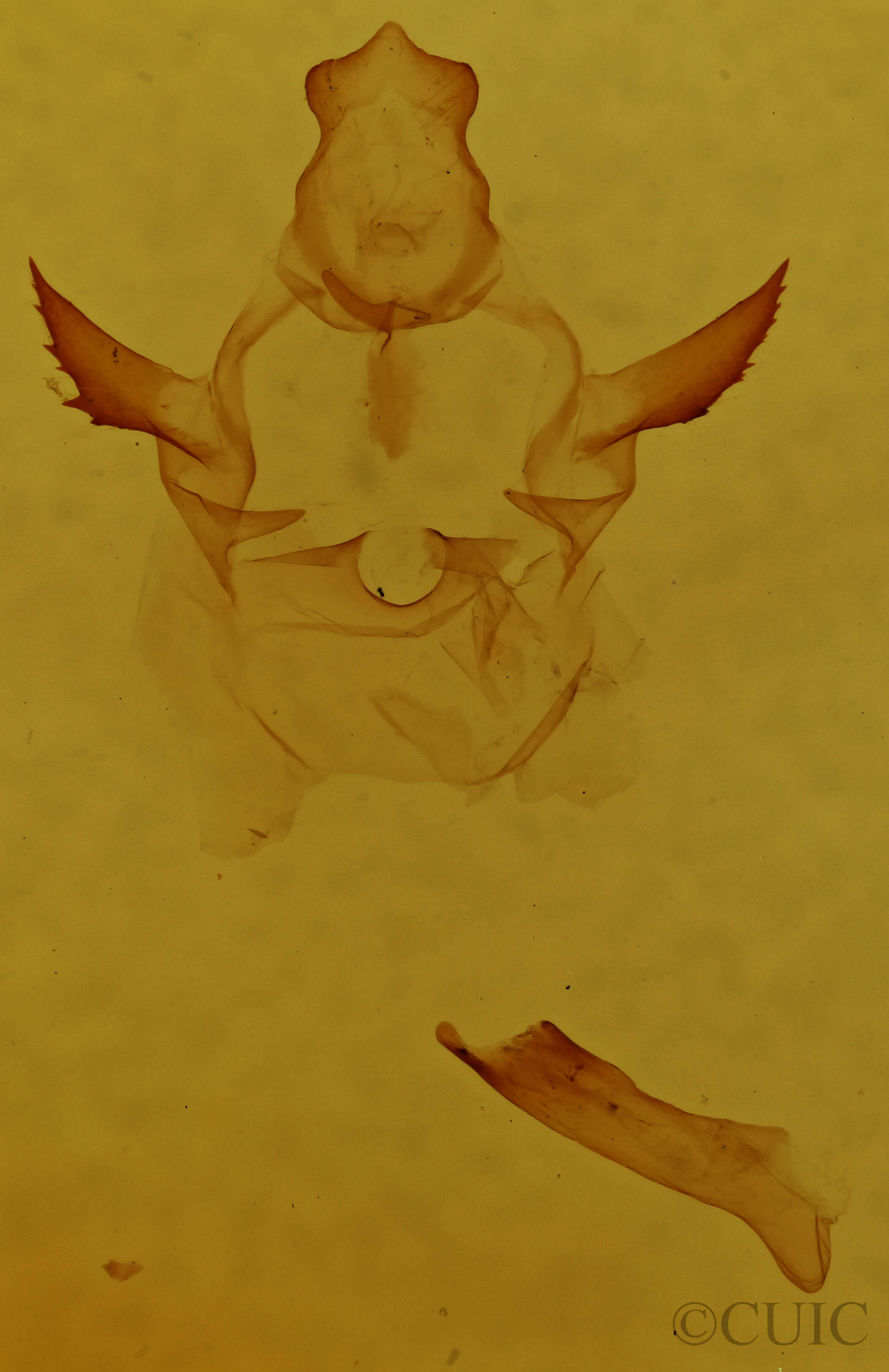 genitalia view of adult Oreta rosea