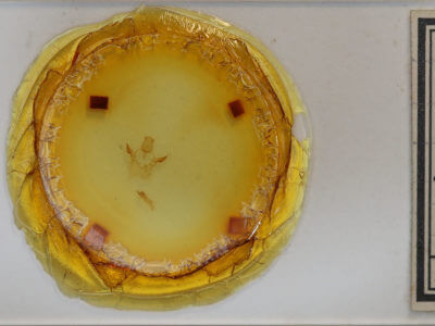 slide view of adult Oreta rosea