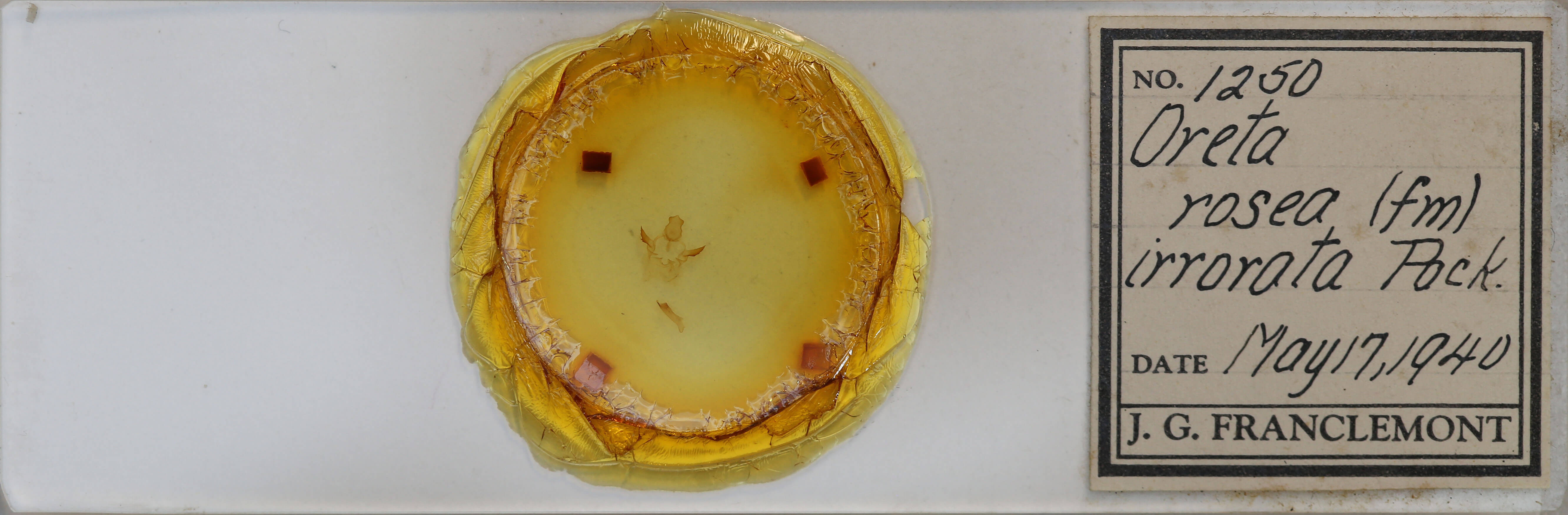 slide view of adult Oreta rosea