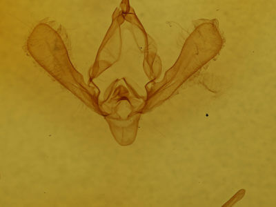 genitalia view of adult Panopoda carneicosta