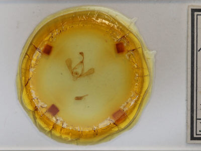 slide view of adult Panopoda carneicosta