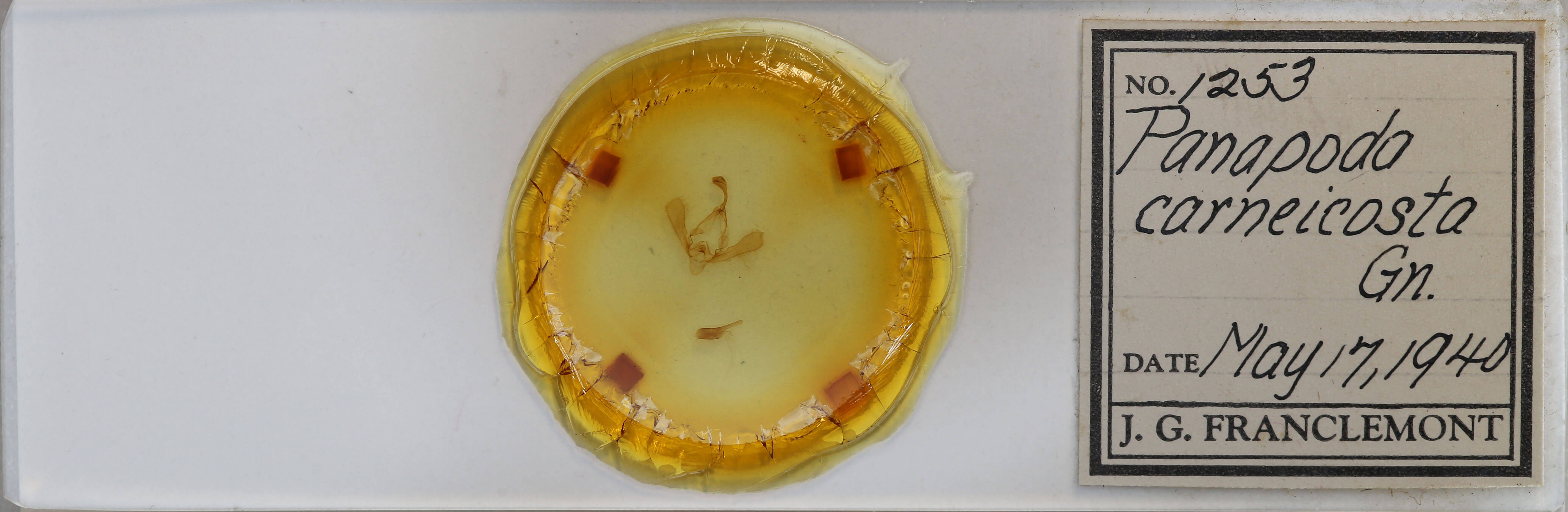 slide view of adult Panopoda carneicosta