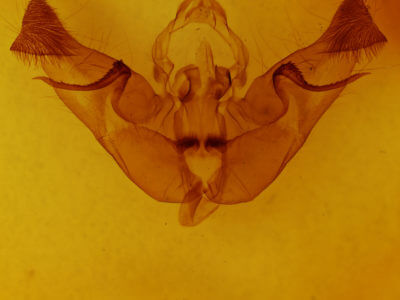 genitalia view of adult Papaipema insulidens