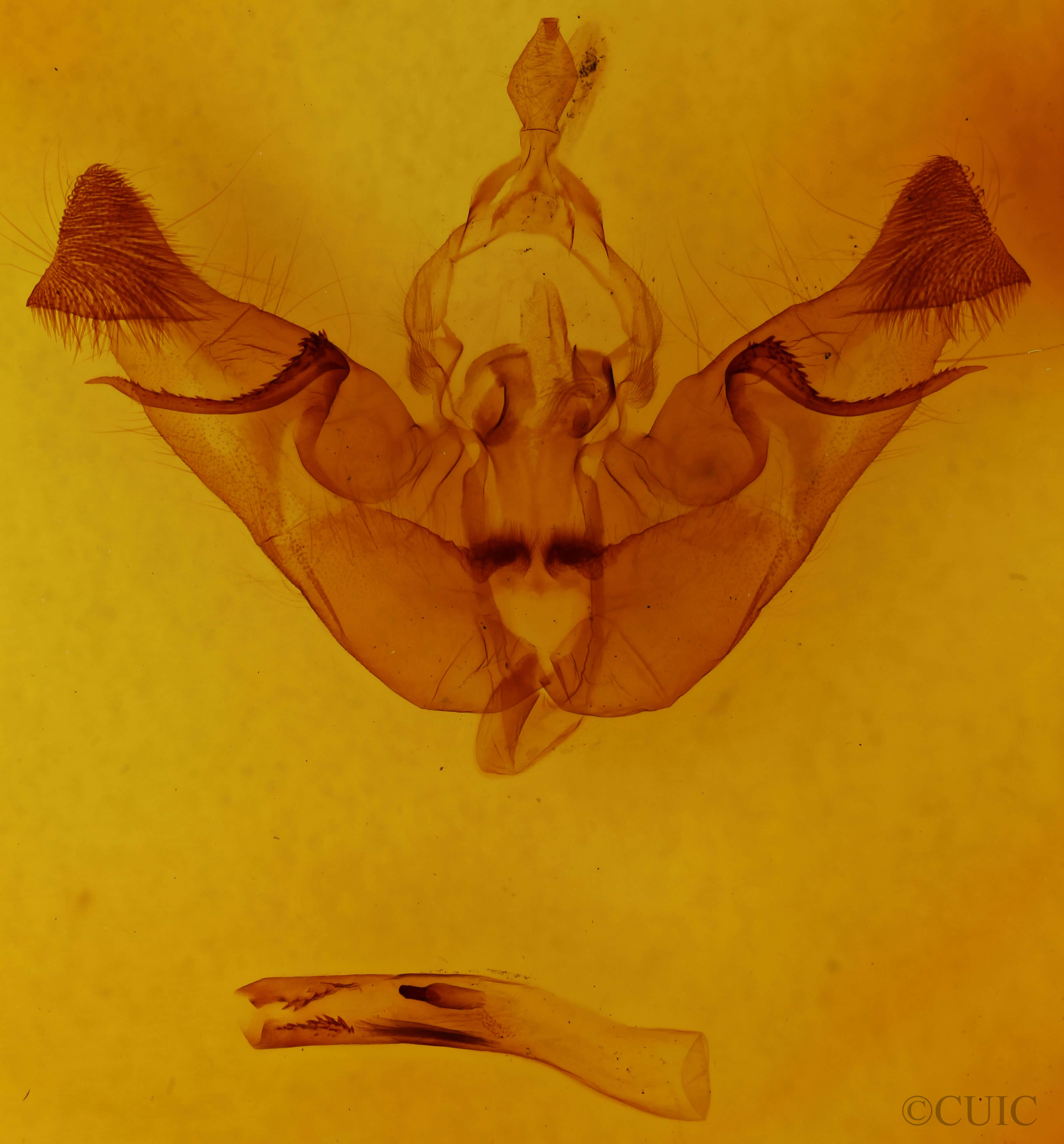 genitalia view of adult Papaipema insulidens