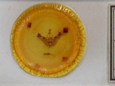 slide view of adult Papaipema insulidens