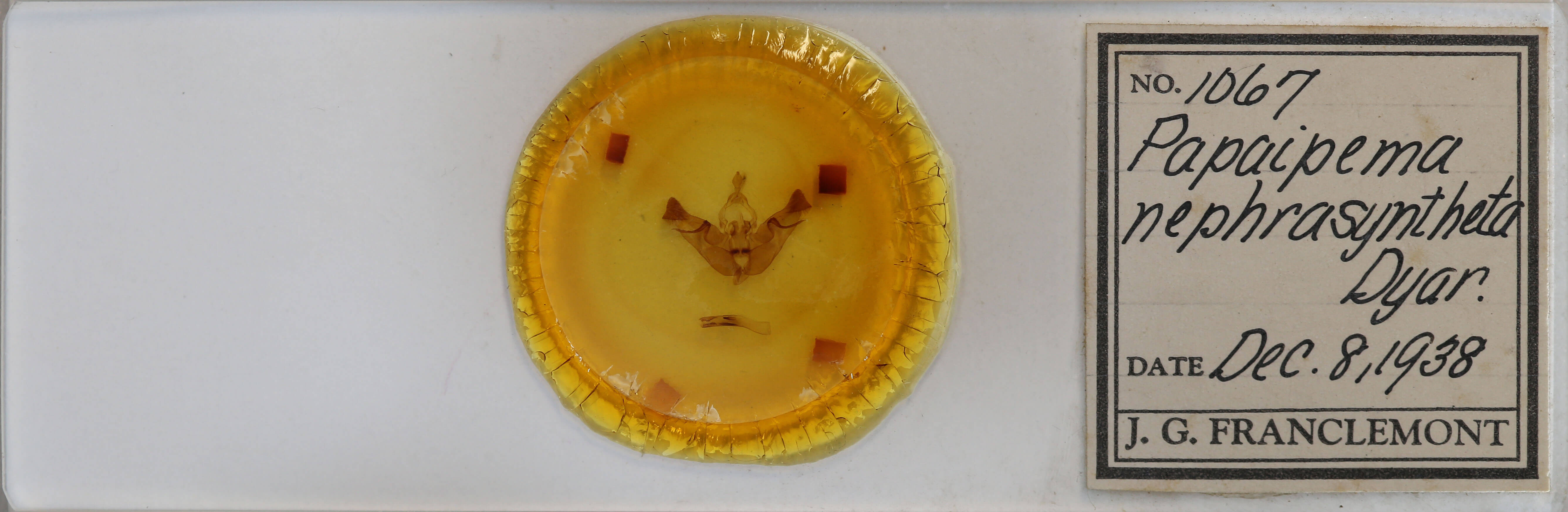 slide view of adult Papaipema insulidens