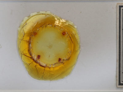 slide view of adult Parahypenodes quadralis