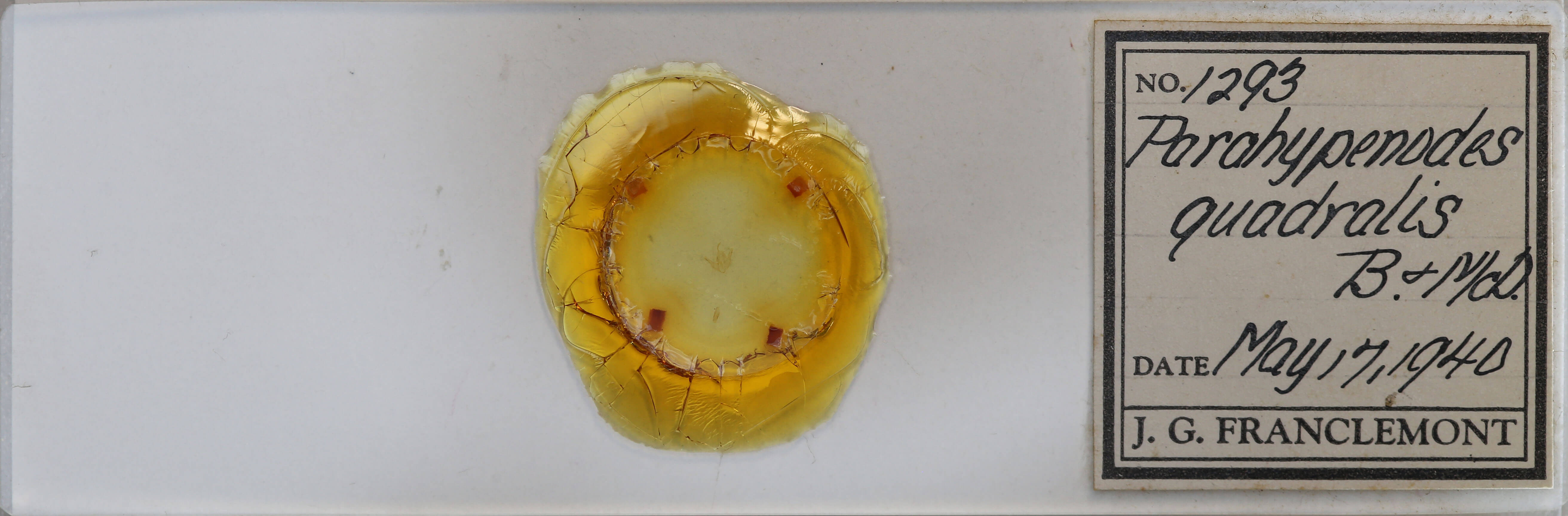 slide view of adult Parahypenodes quadralis