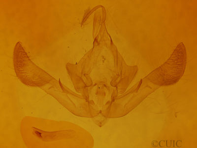 genitalia view of adult Parastichtis suspecta