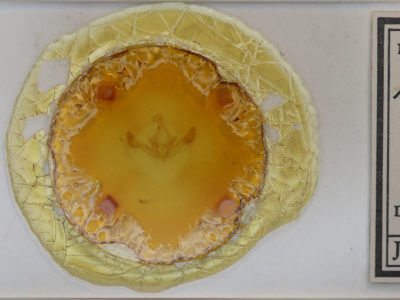 slide view of adult Parastichtis suspecta