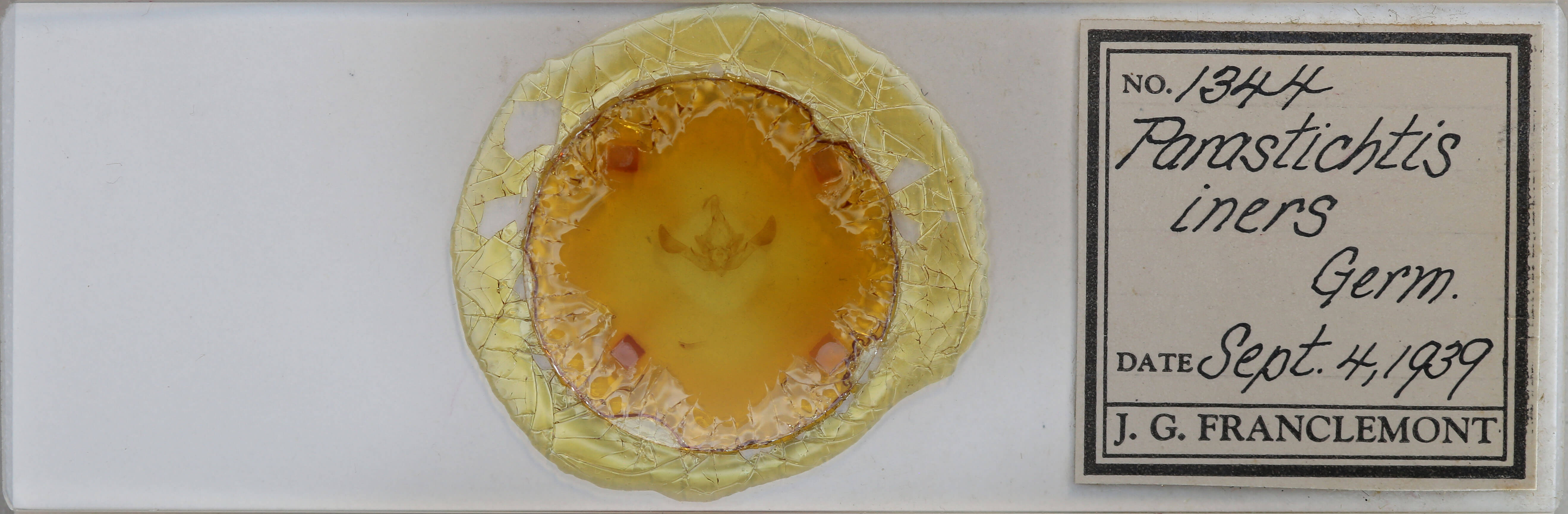 slide view of adult Parastichtis suspecta