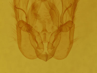 genitalia view of adult Perigea xanthioides