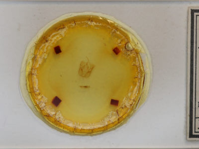 slide view of adult Perigea xanthioides