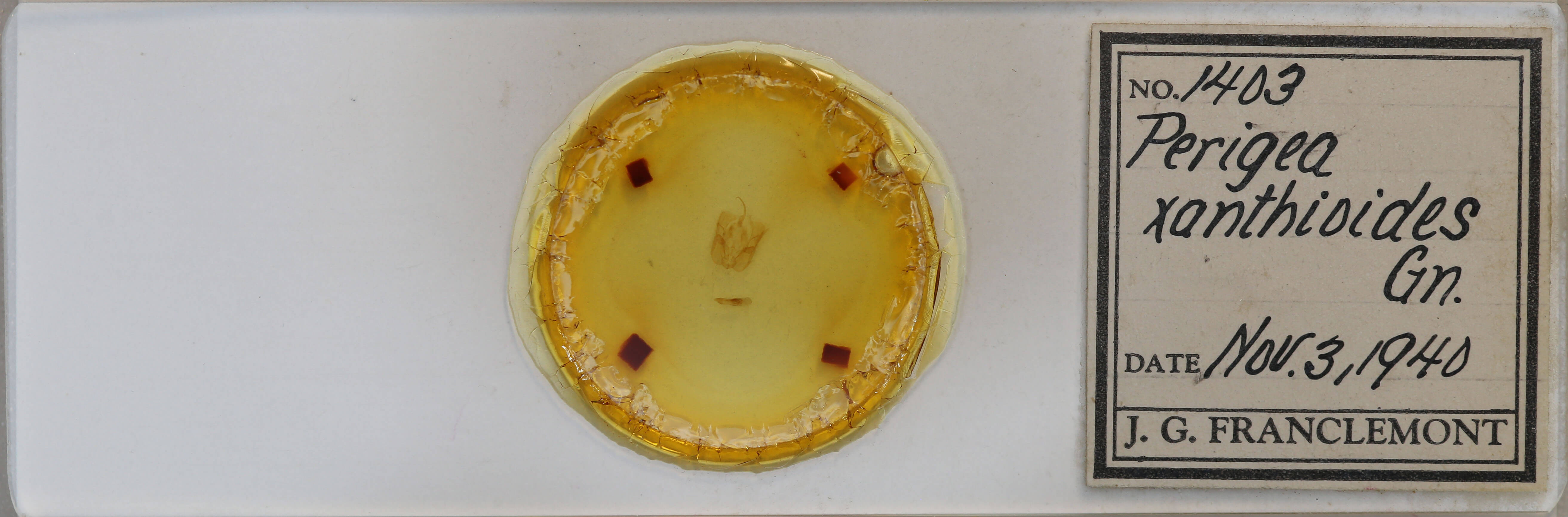 slide view of adult Perigea xanthioides