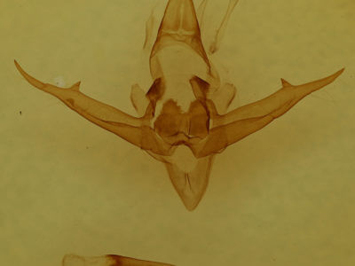 genitalia view of adult Phragmatobia fuliginosa rubricosa