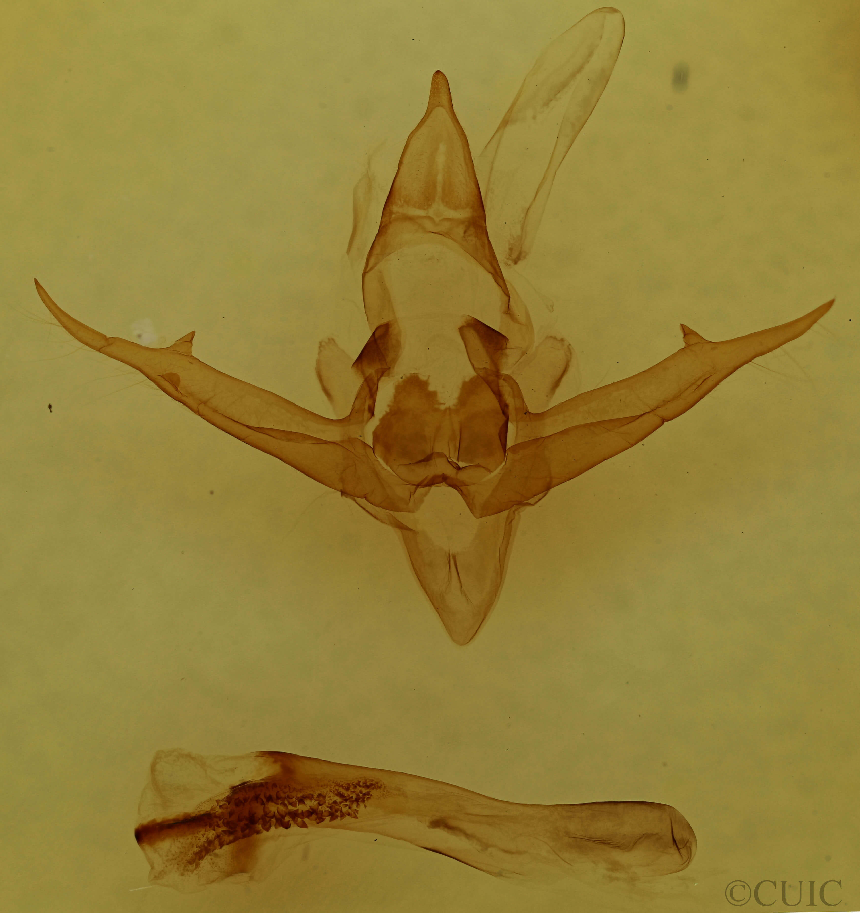 genitalia view of adult Phragmatobia fuliginosa rubricosa