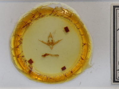 slide view of adult Phragmatobia fuliginosa rubricosa