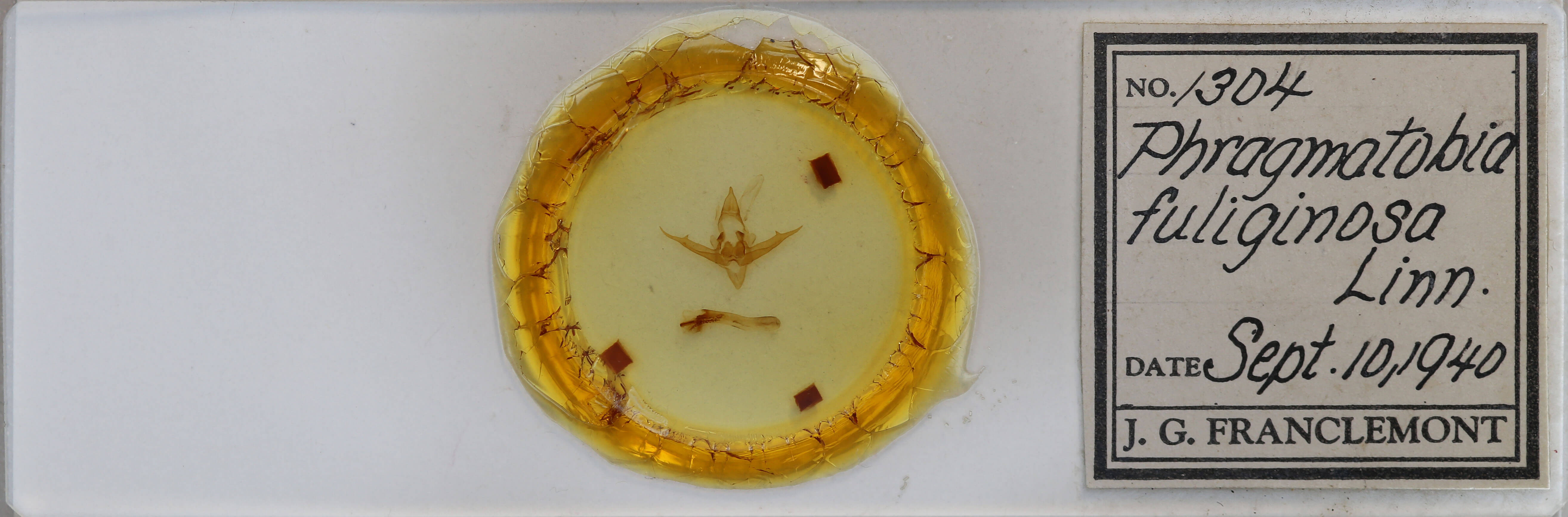 slide view of adult Phragmatobia fuliginosa rubricosa