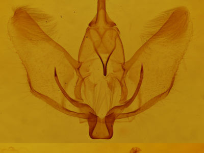 genitalia view of adult Plagodis phlogosaria approximaria