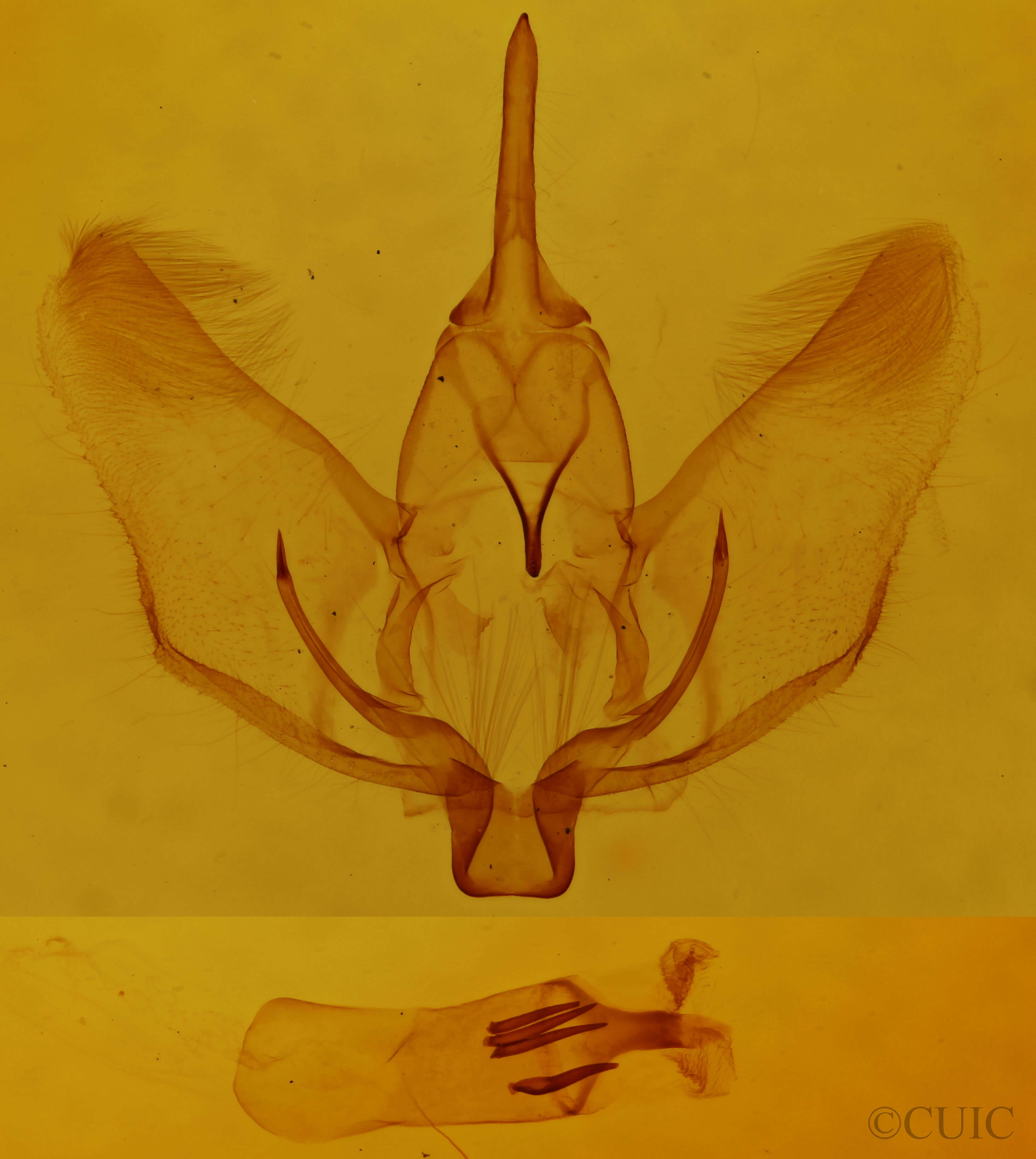 genitalia view of adult Plagodis phlogosaria approximaria
