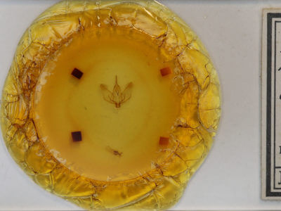 slide view of adult Plagodis phlogosaria approximaria