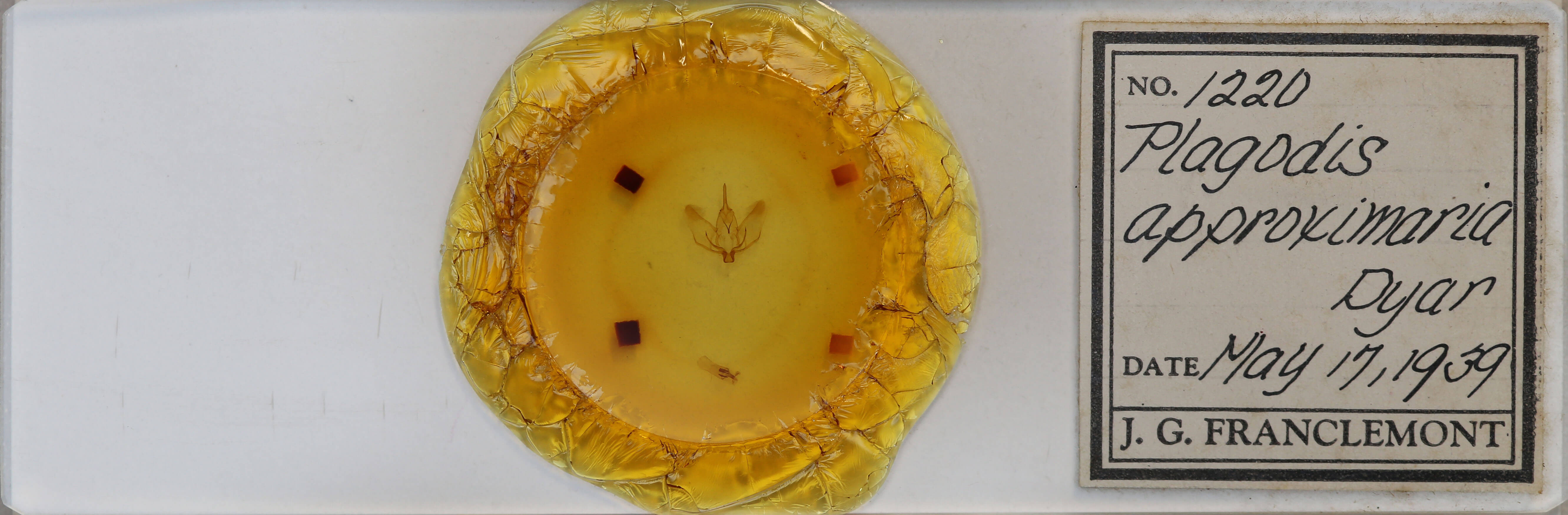 slide view of adult Plagodis phlogosaria approximaria