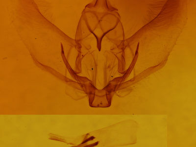 genitalia view of adult Plagodis phlogosaria phlogosaria