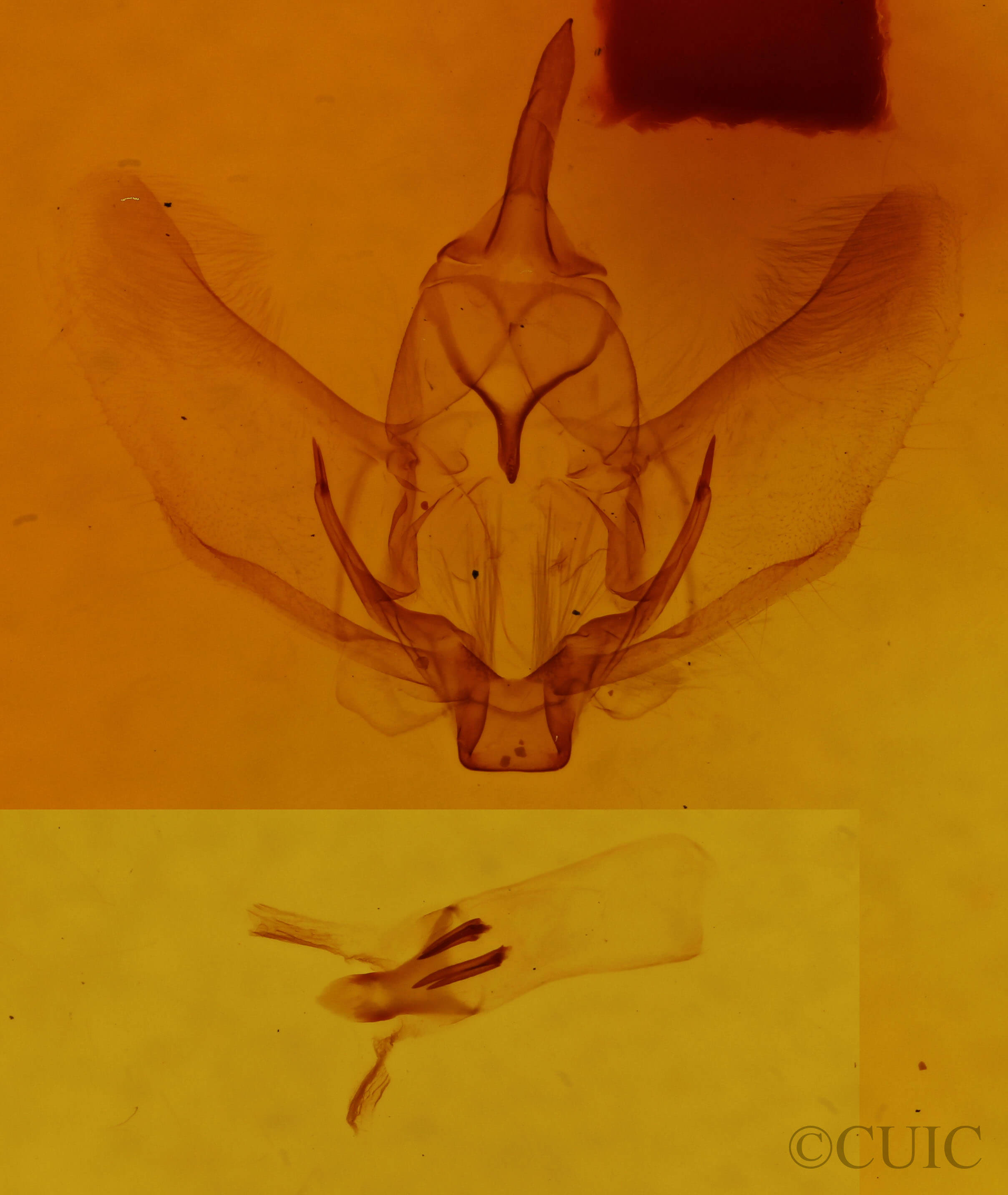 genitalia view of adult Plagodis phlogosaria phlogosaria