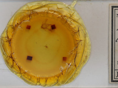 slide view of adult Plagodis phlogosaria phlogosaria