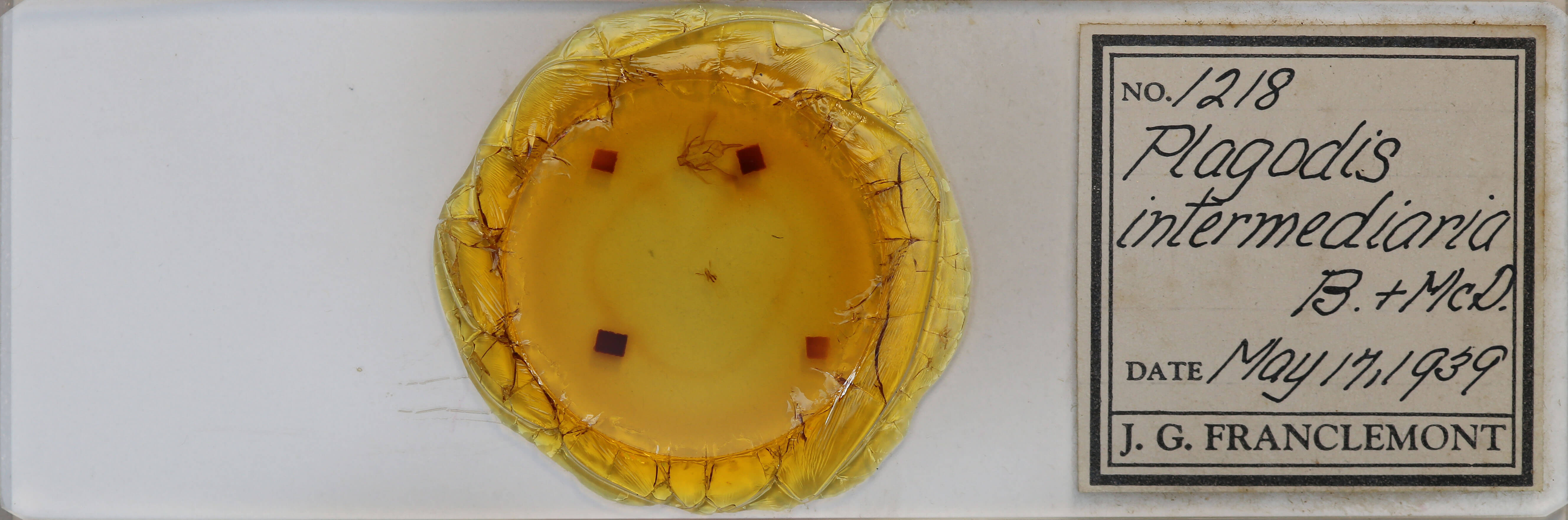 slide view of adult Plagodis phlogosaria phlogosaria