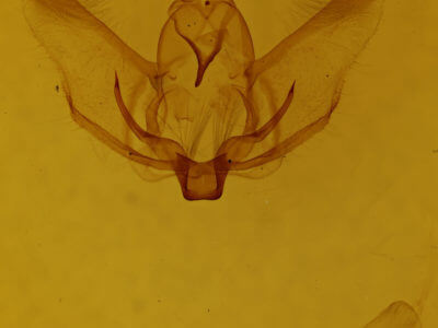 genitalia view of adult Plagodis phlogosaria keutzingaria