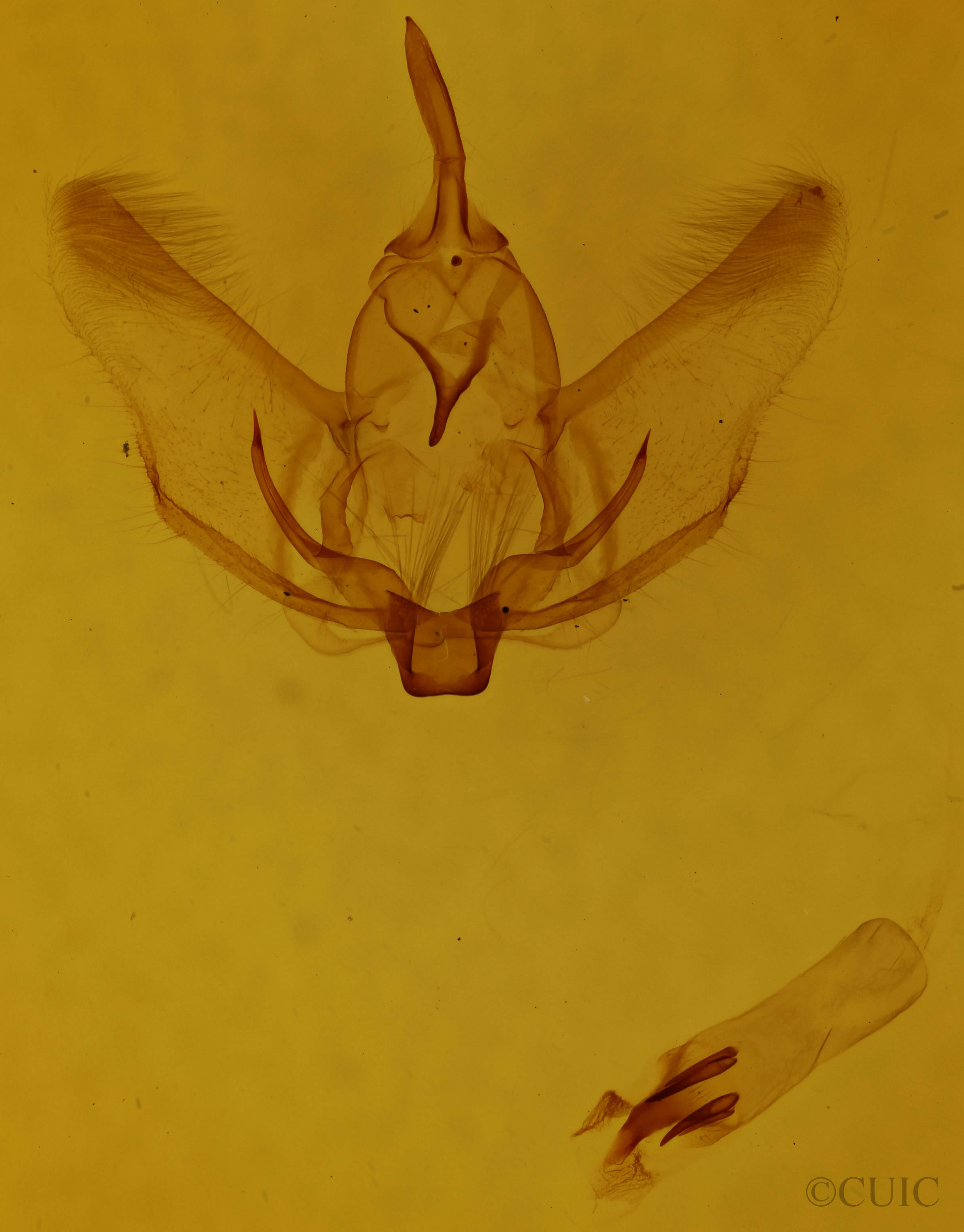 genitalia view of adult Plagodis phlogosaria keutzingaria