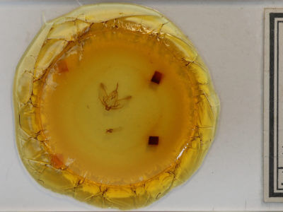 slide view of adult Plagodis phlogosaria keutzingaria