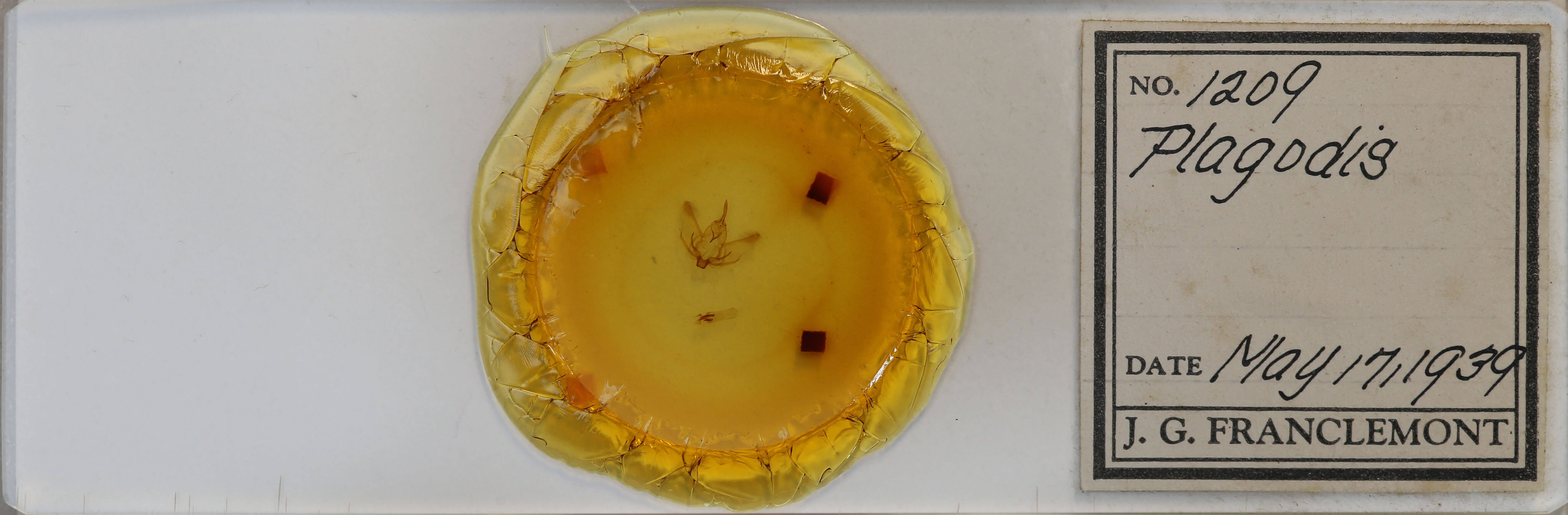 slide view of adult Plagodis phlogosaria keutzingaria