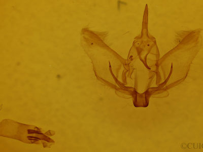 genitalia view of adult Plagodis phlogosaria keutzingaria