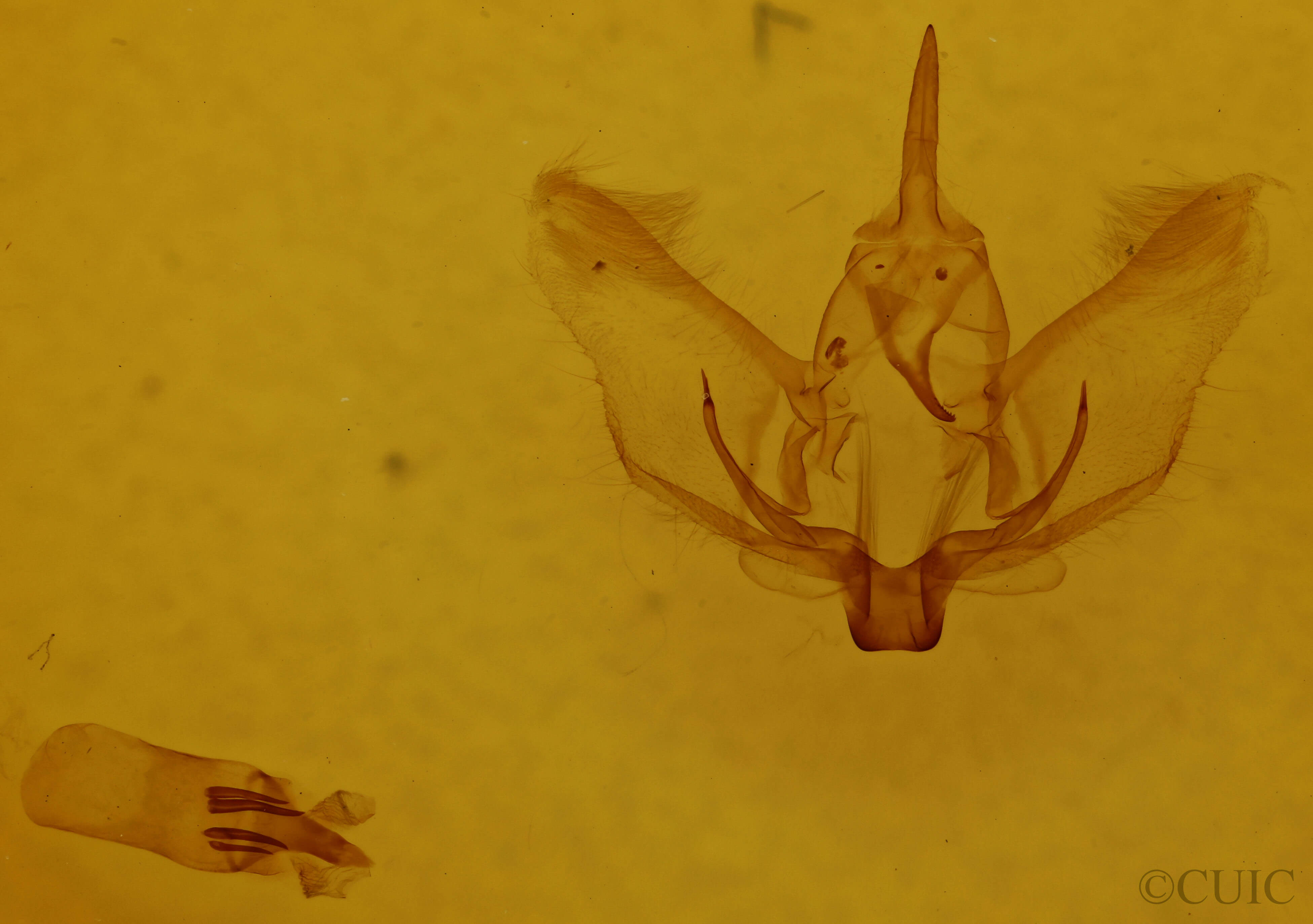 genitalia view of adult Plagodis phlogosaria keutzingaria