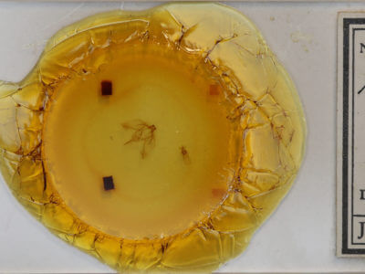 slide view of adult Plagodis phlogosaria keutzingaria