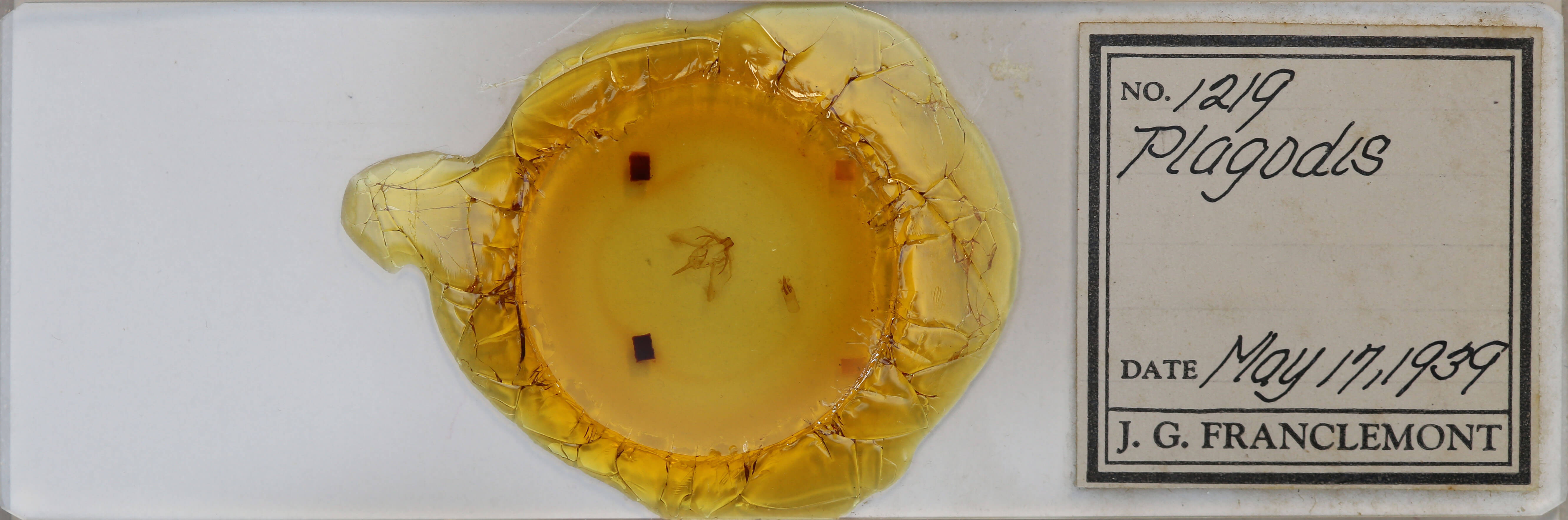 slide view of adult Plagodis phlogosaria keutzingaria