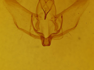 genitalia view of adult Plagodis phlogosaria keutzingaria